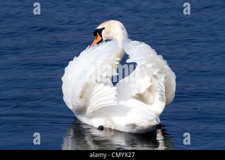 Schwan, Baden Stockfoto