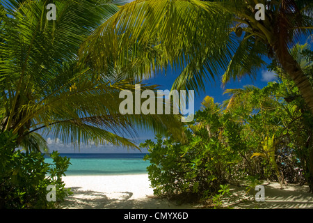 Palmen am Strand von Biyadhoo Island, Indischer Ozean, Süd Male Atoll, Malediven Stockfoto