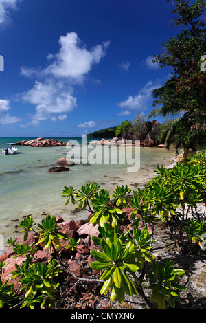 Sandy Beach, Baie Ste Anne, Praslin, Seychellen, Indischer Ozean Stockfoto