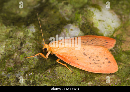 Rosig Lakai (Miltochrista Miniata) Stockfoto