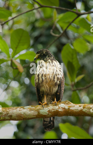 Doppel-Zahnriemen Kite Harpagus bidentatus Stockfoto