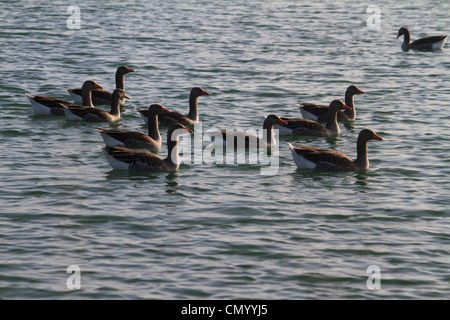 Eine Gruppe von Graugänse auf dem Wasser Stockfoto