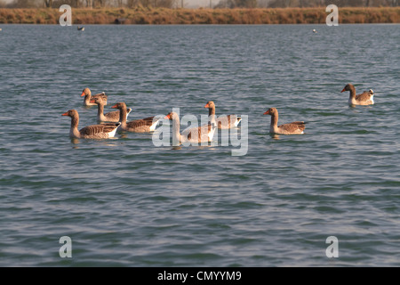 Eine Gruppe von Graugänse auf dem Wasser Stockfoto