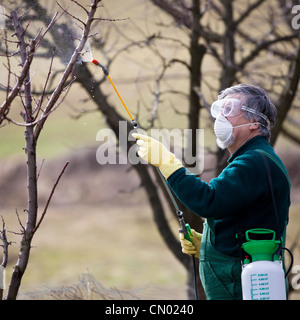 Verwendung von Chemikalien im Garten/Obstgarten: Gärtner ein Insektizid anwenden / a Dünger, um seine Früchte Sträucher, mit einer Sprayer Stockfoto