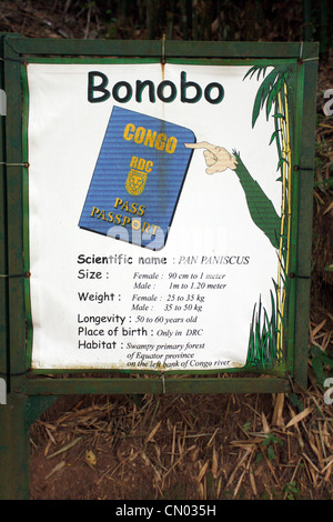 Informationen über den Bonobo in der Lola Ya Bonobo Wallfahrtskirche Santa Margherita Kinshasa in der Demokratischen Republik Kongo, Zentralafrika Stockfoto