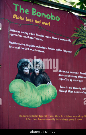 Informationen über die Bonobo-Affen im Lola Ya Bonobo Heiligtum Park. Demokratische Republik Kongo, Zentralafrika Stockfoto