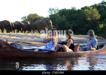 Drei Touristen gern Elefanten ihre Einbaum zum Fluss hinuntersteigen. Lower Zambesi NP, Sambia Stockfoto