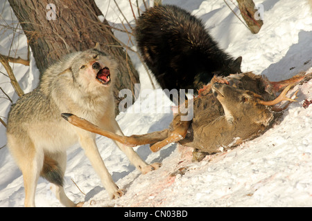 Wilde graue Wölfe ernähren sich von eine Hirsch-Karkasse (Dies ist eine wilde Pack aus einem Blind fotografiert) Stockfoto