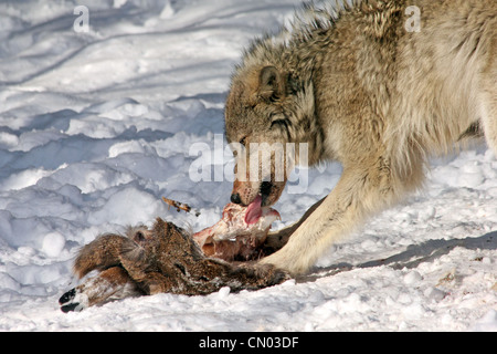 Wilde graue Wölfe ernähren sich von eine Hirsch-Karkasse (Dies ist eine wilde Pack aus einem Blind fotografiert) Stockfoto