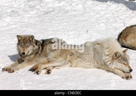 Wilder Gray Wolf in Nord-Ontario, Kanada (Dies ist ein wilder Wolf Pack fotografiert aus einem Blind) Stockfoto