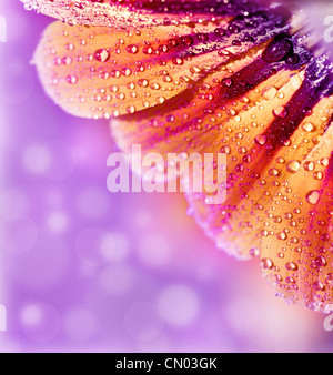Abstrakte schöne Blume, bunten Blumen Hintergrund nass gelben Blütenblätter Grenze, Daisy Pflanze mit Bokeh, Natur-Makro-details Stockfoto