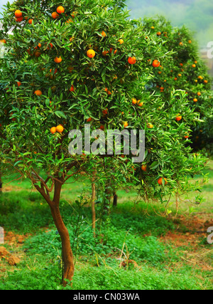 Reife Mandarinen Baum wächst in der Farm Garten, Landwirtschaft Stockfoto