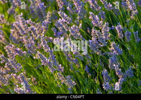 Lavendel auf der Insel Hvar, Dalmatien, Kroatien Stockfoto