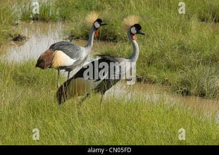 Zwei gekrönte Kräne im Sumpf Stockfoto