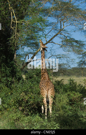 Rothschild Giraffen Surfen auf Akazie Stockfoto