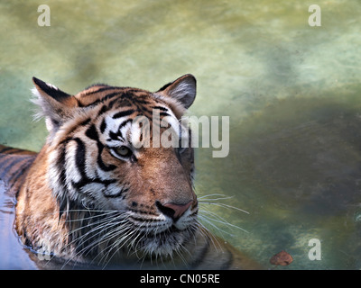 Bengal Tiger, Panthera tigris, Kühlung in einem flachen Stream Stockfoto