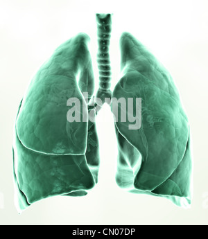 3D medizinische Illustration - Lunge Stockfoto