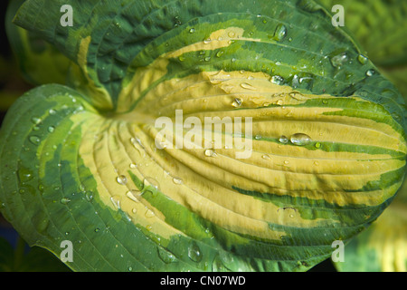 Pflanzen, Hosta, Detail von Wassertropfen auf grüne und gelbe Blätter Stockfoto