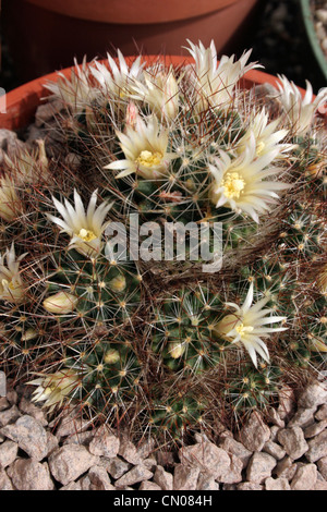 Kaktus (Mammillaria Picta), vegetative Vermehrung von Pflanzen aus Dr. Arroyo, Nuevo Leon, Mexiko. Stockfoto