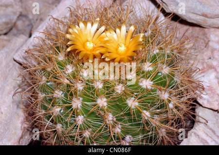 Kaktus (Parodia Hausteiniana) vegetative Vermehrung von Pflanzen gesammelt auf dem Rio Mizque, Bolivien, Lau 321 (Typ Sammlung). Stockfoto