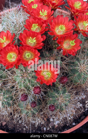 Kaktus (Echinocereus Coccineus) aus Samen gezogen von Santa Fe National Forest, New Mexico. Stockfoto