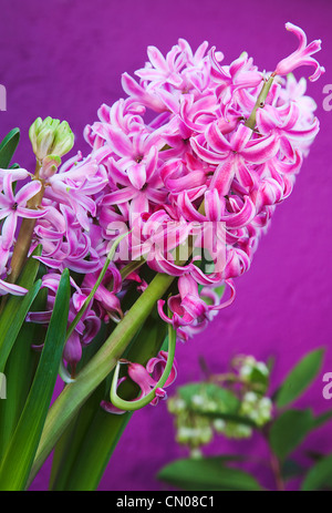 Pflanzen, Blumen, Hyazinthe, rosa Hyazinthe lila Hintergrund. Stockfoto