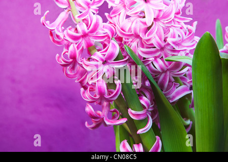 Pflanzen, Blumen, Hyazinthe, rosa Hyazinthe lila Hintergrund. Stockfoto