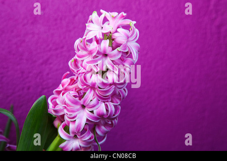 Pflanzen, Blumen, Hyazinthe, rosa Hyazinthe lila Hintergrund. Stockfoto