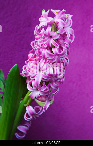 Pflanzen, Blumen, Hyazinthe, rosa Hyazinthe lila Hintergrund. Stockfoto