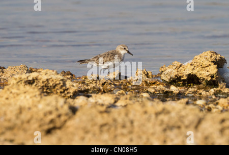 Ruddy Steinwälzer Arenaria Interpres am Rand der Salzseen auf Rottnest Island Stockfoto