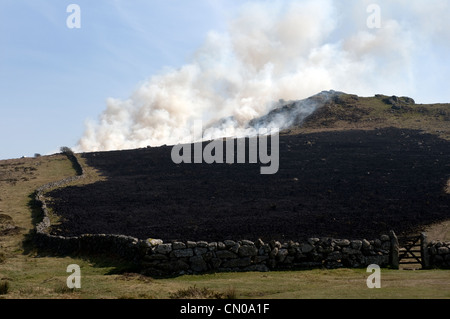 Gesteuert oder vorgeschriebenen Brennen, auch bekannt als eine Gefahrenminderung brennen oder Swailing auf Dartmoor, Devon, Ginster, Adlerfarn, swaling, natürlichen Grenzen Stockfoto