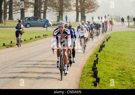 Pack oder Hauptfeld der Radfahrer Ausbildung im Richmond Park, London Stockfoto