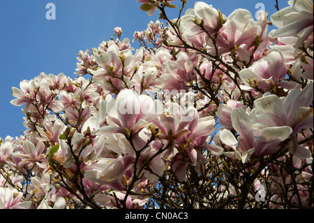 Magnolienbaum in voller Blüte Stockfoto