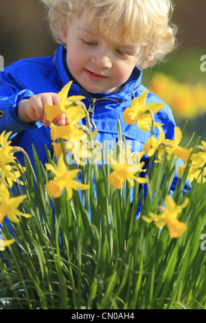 Blonden Haaren zwei 2 Jahre altes Kleinkind kleiner Junge in einer blauen Jacke Pullover Top untersucht eine Reihe von gelben Narzissen