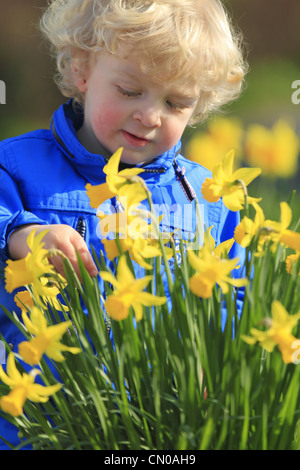 Blonden Haaren zwei 2 Jahre altes Kleinkind kleiner Junge in einer blauen Jacke Pullover Top untersucht eine Reihe von gelben Narzissen