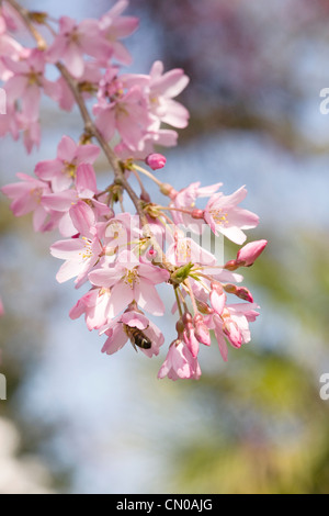 Prunus Pendel 'Pendula Rosea'. Hängenden Rosebud Kirsche. Stockfoto