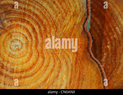 Jahrringe. Gesägten Baum-Stamm-Muster. Stockfoto