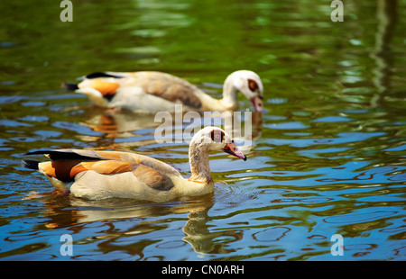 Paar Nilgans (Alopochen Aegyptiacus) an einem kleinen See im Sommer. Stockfoto