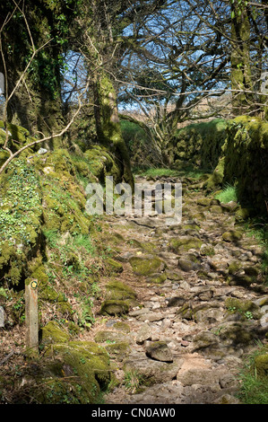 Moos bedeckt, Steinmauer und Fußweg auf Dartmoor, Tor und Stein Wand von Fußweg auf Dartmoor, Fußweg auf Dartmoor, Dartmoor Stockfoto
