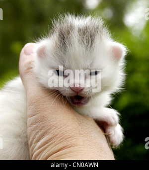 Eine Woche alte Kätzchen in der hand Stockfoto