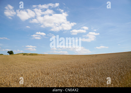Goldenen Weizenfeldern reif für die Ernte Stockfoto