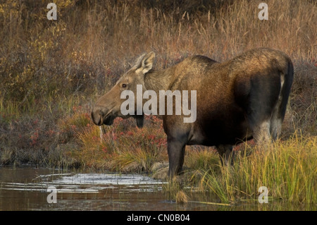 Elch Kuh (Alces Alces) ernährt sich von Wasserpflanzen Gräser in einem Teich, Denali-Nationalpark, Alaska. Stockfoto