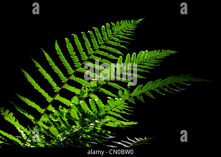 Farn Blätter in ein Sonnenstrahl Stockfoto