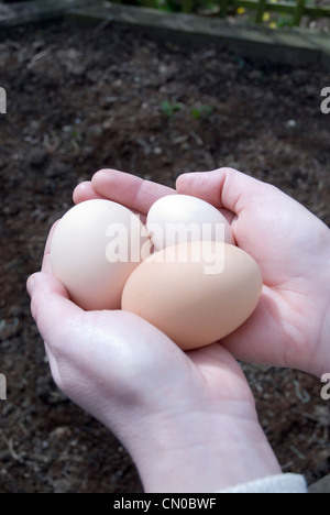 Frisch gelegt Hühnereier. Stockfoto