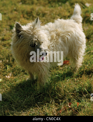 Cairn-Terrier im Herbst Feld Stockfoto