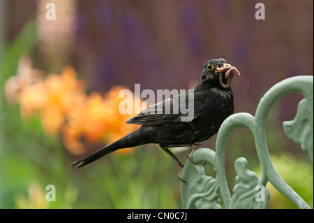 Eine Amsel (männlich) (Turdus Merula) tragen ein Regenwurm um es zu füttern ist jung. Frühling, North East England, Stockfoto