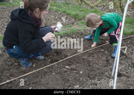 Saubohne Saat bei der Zuteilung in Burgess hill Stockfoto