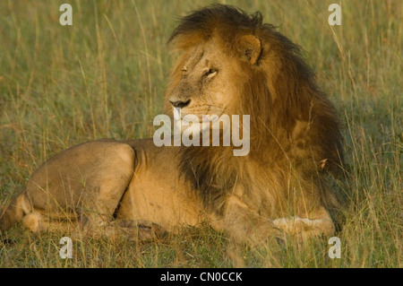 Löwe liegend in hohen Gräsern Stockfoto