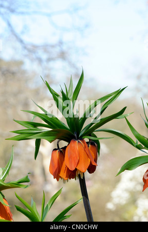 Fritillaria Imperialis. Crown Imperial Blume Stockfoto