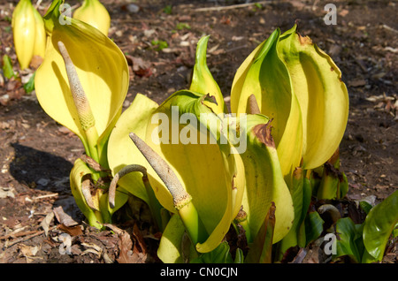 Western Skunk Cabbage (Lysichiton Americanus), auch als gelbe Skunk Kohl oder Sumpf Laterne in einem Ziergarten. Stockfoto